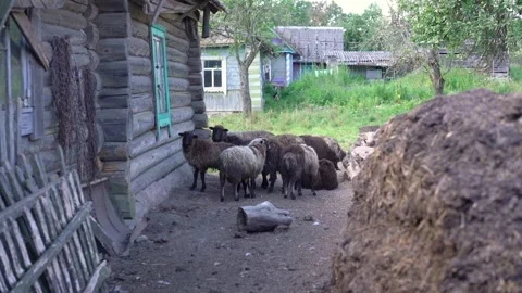 Flock of brown sheeps stands on backyard of farm land near soil heap Stock Footage 144877051