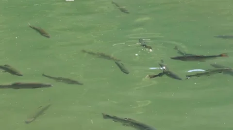 Flock of brown trouts - Salmo trutta are swimming in the greenish pond Stock Footage 61376248