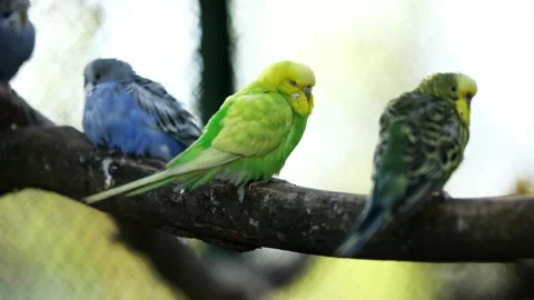Flock Of Budgerigars Parrots On A Branch Video stock 310321045