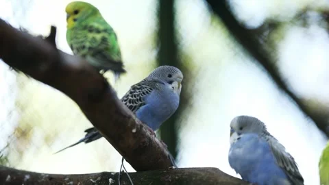 Flock Of Budgerigars Parrots Sitting On A Branch Video stock 311924073