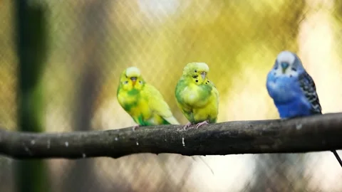 Flock Of Budgerigars Parrots Sitting On A Branch Stock Footage 314009938