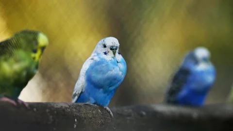 Flock Of Budgerigars Parrots Sitting On A Branch 스톡 동영상 317981704