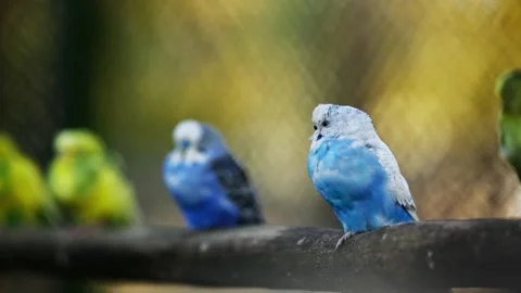 Flock Of Budgerigars Parrots Sitting On A Branch Stock Footage 328410677