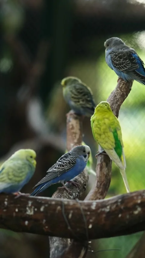 Flock Of Budgerigars Parrots Sitting On A Branch Stock Footage 339019505