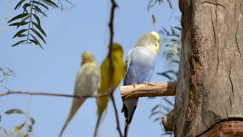 Flock of budgies in a tree 스톡 동영상 327332472