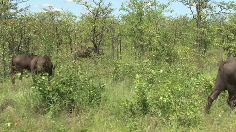 Flock of buffaloes in the bush Stock Footage 26773606