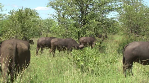 Flock of buffaloes in the bush 스톡 동영상 26784776
