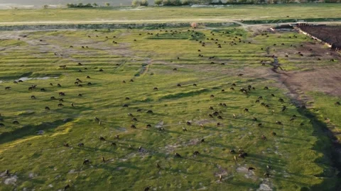 Flock of Buffaloes Walking Sunset 스톡 동영상 192021197