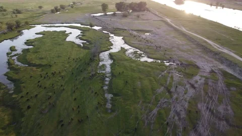 Flock of Buffaloes Walking Towards Stable Sunset 스톡 동영상 192056285