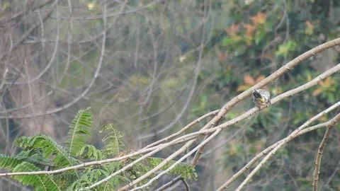 Flock of Bulbuls with Mated Pair Perched on Tree in Nature Video stock 308435850