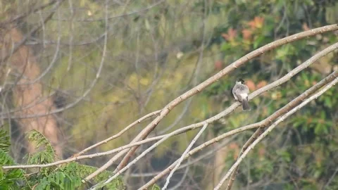 Flock of Bulbuls with Mated Pair Perched on Tree in Nature Stock Footage 308435869