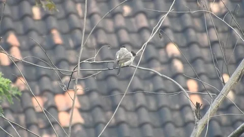 Flock of Bulbuls with Mated Pair Perched on Tree in Nature Stock Footage 308436005