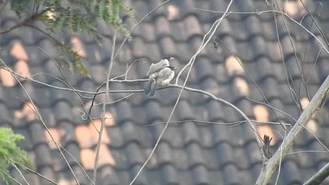 Flock of Bulbuls with Mated Pair Perched on Tree in Nature Stock Footage 308436040
