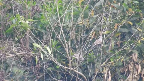 Flock of Bulbuls with Mated Pair Perched on Tree in Nature Stock Footage 308436391