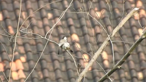 Flock of Bulbuls with Mated Pair Perched on Tree in Nature Stock Footage 308436813