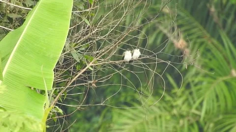 Flock of Bulbuls with Mated Pair Perched on Tree in Nature Stock Footage 308436939