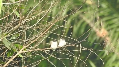 Flock of Bulbuls with Mated Pair Perched on Tree in Nature Stock Footage 308437041