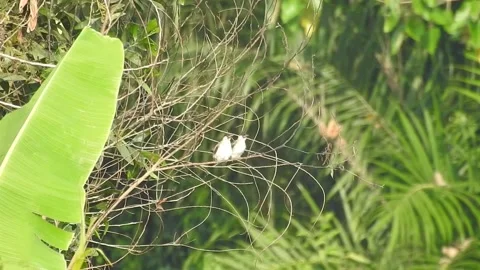 Flock of Bulbuls with Mated Pair Perched on Tree in Nature Stock Footage 308437043