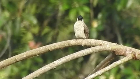 Flock of Bulbuls with Mated Pair Perched on Tree in Nature Stock Footage 308437073