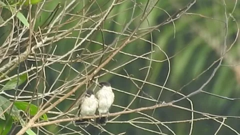 Flock of Bulbuls with Mated Pair Perched on Tree in Nature Video stock 308437226