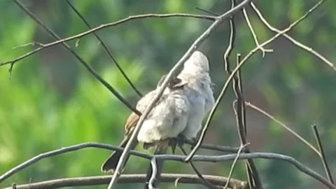 Flock of Bulbuls with Mated Pair Perched on Tree in Nature Stock Footage 308438646
