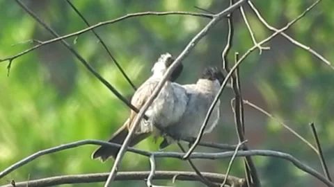 Flock of Bulbuls with Mated Pair Perched on Tree in Nature Stock Footage 308438768