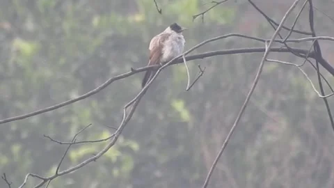 Flock of Bulbuls with Mated Pair Perched on Tree in Nature Stock Footage 308439747