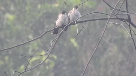 Flock of Bulbuls with Mated Pair Perched on Tree in Nature Stock Footage 308439811