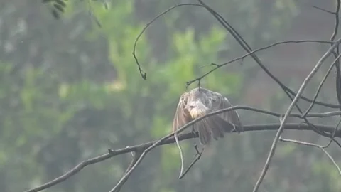 Flock of Bulbuls with Mated Pair Perched on Tree in Nature Stock Footage 308439950