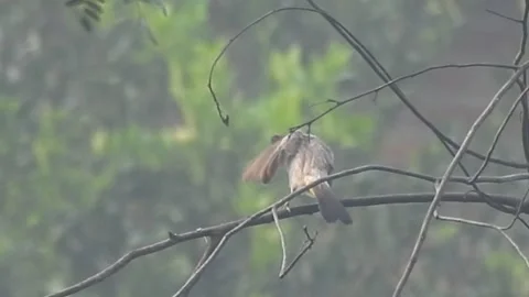 Flock of Bulbuls with Mated Pair Perched on Tree in Nature Stock Footage 308439963