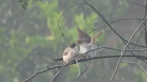 Flock of Bulbuls with Mated Pair Perched on Tree in Nature Stock Footage 308439964