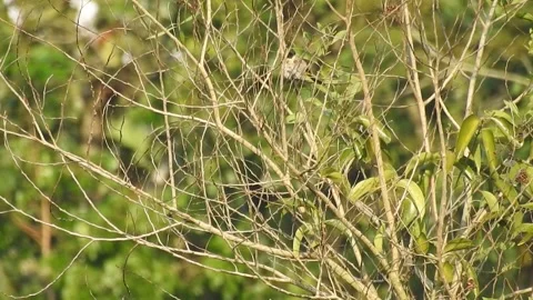 Flock of Bulbuls with Mated Pair Perched on Tree in Nature Video stock 308454070