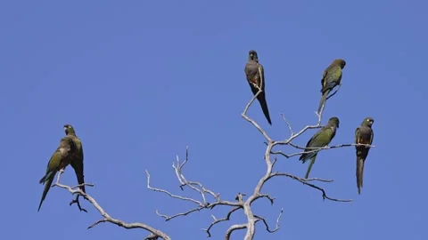Flock of Burrowing Parrots Perched on Bare Branches Against Clear Blue Sky Video stock 337142494