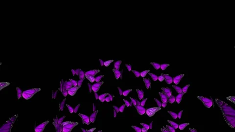 FLOCK OF BUTTERFLIES FLY UP Stock Footage 101061918