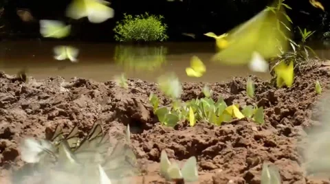 Flock Of Butterflies Flying Stock Footage 40416069