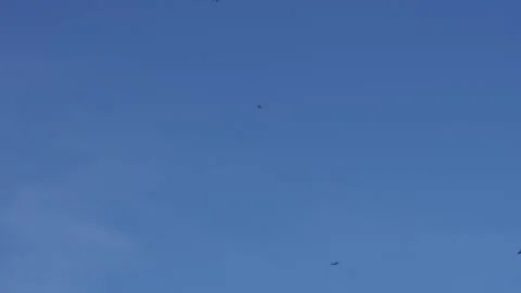 A flock of butterflies flying Stock Footage 320005447