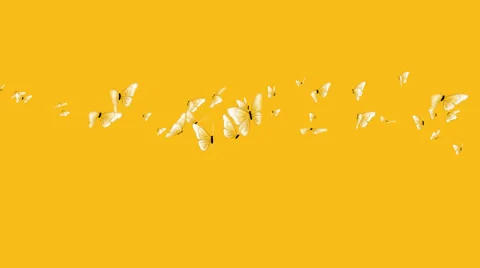 Flock of butterflies flying left to right on yellow background with alpha matte Stock Footage 61626544