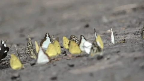Flock of butterflies 動画素材 106045287