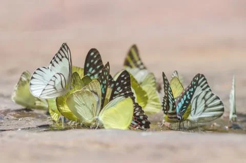 Flock of butterfly Stock Photos