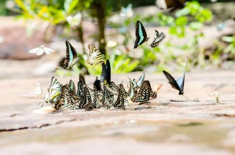 Flock of butterfly Stock Photos