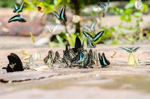 Flock of butterfly Stock Photos