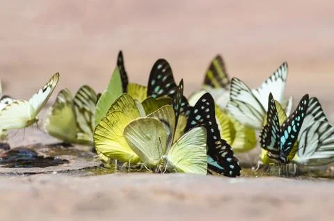 Flock of butterfly Stock Photos