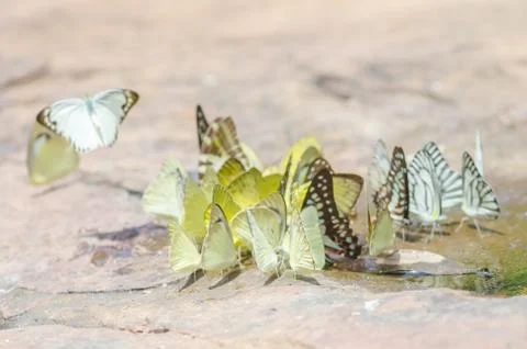 Flock of butterfly Stock Photos