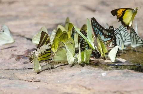 Flock of butterfly Stock Photos
