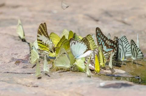 Flock of butterfly Stock Photos