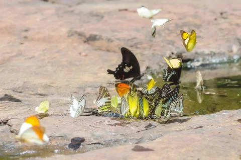 Flock of butterfly Stock Photos