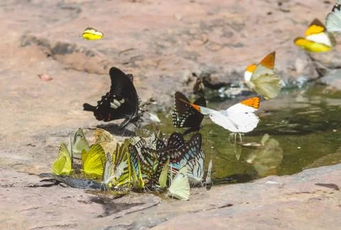 Flock of butterfly Stock Photos