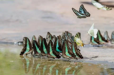Flock of butterfly Stock Photos
