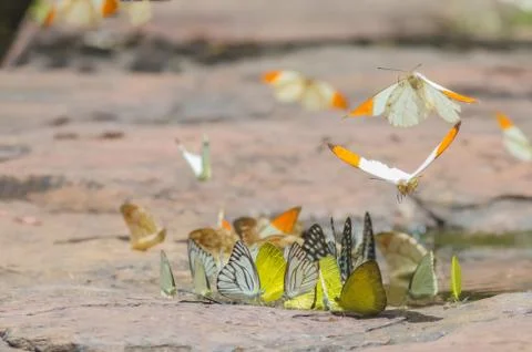Flock of butterfly Stock Photos