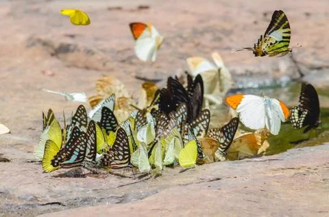 Flock of butterfly Stock Photos